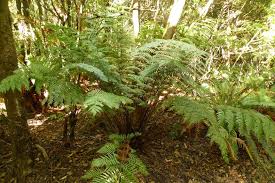 Image result for Todea