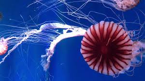 京都水族館 公式 on twitter 先日 巨大なアカクラゲが仲間入りしたのですが 傘径がなんと 当館で展示している 人人人人人人 通常の2倍 y y y y y アカクラゲ 水族館 クラゲ