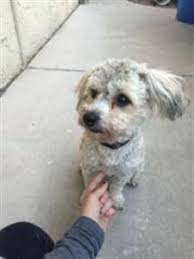 Is This Your Dog November 2015 Lost Dogs Arizona Losing A Dog Dogs Red Collar
