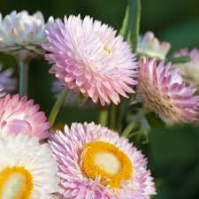 Image result for Helichrysum keilii