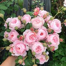 Flowers Theflowerworld Twitter In 2021 Flower Arrangements Rose Rose Queen