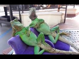 Jazz melodien mit saxophon und klavier, um sich entspannt zu fühlen und stress abzubauen, jazz entspannung: Eidechsen Chillen Auf Dem Sofa Lustiges Tiere Video