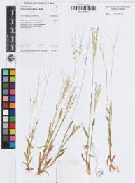 Image result for Alloteropsis cimicina