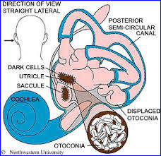 Other structures in the ear, called otolith organs, help monitor the movement and position of your head in. Anatomy Of The Left Inner Ear Showing Displaced Otoconia From The Download Scientific Diagram