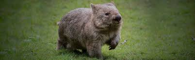 Image result for Common wombat