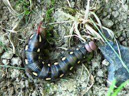 The body is covered with setae and few stinging tufts that are. Black Caterpillar With White Spots And Red Head And Horn Hyles Gallii Bugguide Net