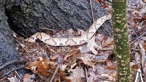 Once we got past the obvious creepiness factor, we started trying to figure out how on earth they got there. Large Snake Spotted Hanging From Tree In Tennessee Park After Heavy Rain Wztv