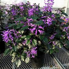You can also get darker color blooms and textures like purple millet and dark. Plectranthus Velvet Diva Terra Nova Nurseries Inc