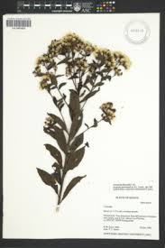 Image result for Vernonia melanocoma