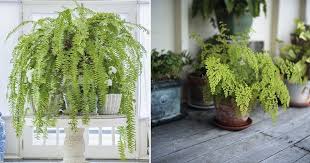 Try to leave your water in a bucket or watering can for a little. Epsom Salt For Ferns To Keep Them Lush Green