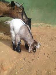 Follow cabritas and others on soundcloud. Cabritas Picture Of Zoo De Castellar Castellar De La Frontera Tripadvisor