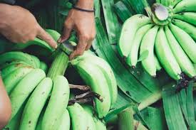 What Is Green Banana Flour And How To Use It In Paleo And Grain Free Cooking Banana Flour Green Banana Flour Green Banana