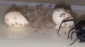 Black widow spider egg sack vs. Question How Do You Get Rid Of Black Widow Egg Sacs Ecommerce