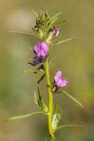 Image result for Misopates