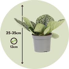 Image result for Streptocarpus leptopus