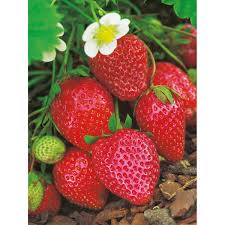 Weitere ideen zu garten, erdbeeren garten, pflanzen. Garten Monats Erdbeere Ostara 6er Tray Kaufen Bei Obi
