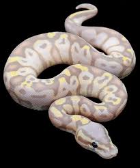Check spelling or type a new query. Pythonregius Com Constrictors Unlimited Ball Python Pet Snake Ball Python Morphs