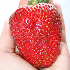 Spain had held top spot for more than two decades, but saw only $646 million in international sales in 2020. Giant Strawberry Approx 315 Pcs Seeds World S Biggest Strawberry Strawberry Seeds Buy At A Low Prices On Joom E Commerce Platform