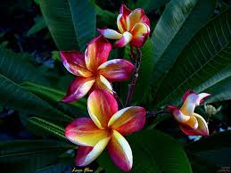 Nancy Foti (robandnancyv)