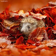 Aufgepasst Habt Ihr Einen Igel Im Garten Dann Helft Ihm Bei Seinen Winterschlafvorbereitungen Dich Cute Hedgehog Orange Leaf Stock Photos