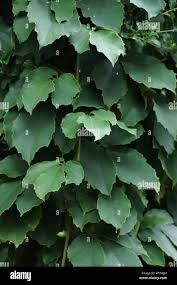 Image result for Tetrastigma