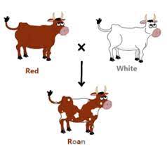 Are both expressed in the same phenotype. Dominance And Codominance Concept Characteristics Examples