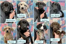 Stafford Animal Shelter