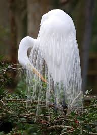 1 users rated this 5 out of 5 stars 1. Pin By Maria Eugenia Rossel Fuentes On Birds Beautiful Birds Colorful Birds Kinds Of Birds