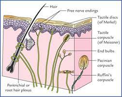 Thermoreceptors aδ fibers (cold receptors) c fibers (warmth receptors) vibration: Receptors And Effectors Textbook Of Clinical Neuroanatomy 2 Ed