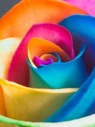 Flowers hd wallpapers in high quality hd and widescreen resolutions from page 2. Rose Old Mobile Cell Phone Smartphone Wallpapers Hd Desktop Backgrounds 240x320 Downloads Images And Pictures