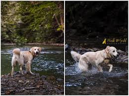 Interested in finding out more about the golden retriever? Swimming Golden Retriever Puppy Brady S Run Park Bark Gold Photography Pittsburgh Pet And Dog Photographer
