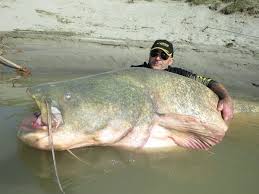 Wels Catfish Alchetron The Free Social Encyclopedia