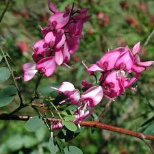 Image result for Indigofera adenoides