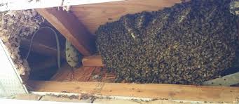 Hunting concurrently compete for and defend nest. I Found Honey Bees In My House What Do I Do