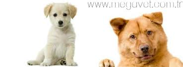 Maltepe Veteriner Acil 7 24 Acik 0216 305 3508