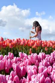 When should you visit the flower fields? How To Visit The Tulip Fields In Amsterdam Where To Next Budget Travel Tips Solo Female Travel Help Travel Guides Travel Inspiration Travel Photography