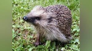 Haggis, the national dish of scotland, is shrouded in folklore, mystery, and ambiguity. Subo Fanatics To Hold Wild Haggis Hunt The Spoof
