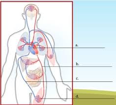 Signs and symptoms caused by cancer will vary depending on what part of the body is affected. Circulatory System Function Brainly Service Unavailable In Eu Region
