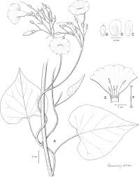 Image result for Ipomoea involucrata