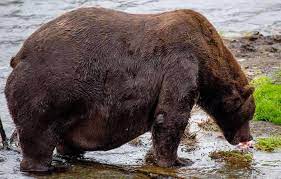Hibernating black bears can dramatically lower their metabolism with only a moderate drop in body scientists have long known that to survive this lengthy fast, the bears drop their metabolism, the or, unlocking how bears can control their metabolism without dropping their temperatures may provide. Ask Sam Why Do Bears Hibernate When They Could Eat Trash All Winter New Hampshire Public Radio