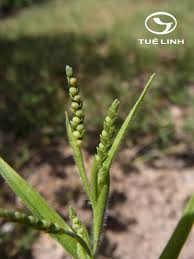 Image result for Hackelochloa granularis