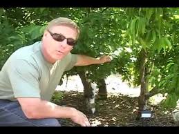 From wikipedia, the free encyclopedia. High Density Fruit Tree Growing Youtube