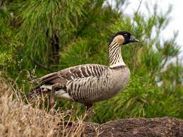The official bird of the state of hawai'i, the nene is exclusively found in the wild of the islands of mau'i, kaua'i and hawai'i. Nene Bird Wikipedia