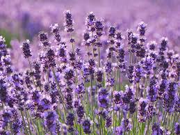 We did not find results for: 25 Best Full Sun Perennials Plants Flowers For Sunny Gardens