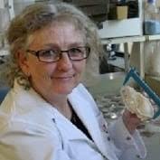 Murdoch University study highlights role of sheep in WA fox survival