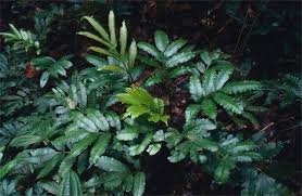 Image result for Marattiaceae