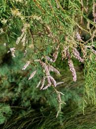 Image result for Tamaricaceae