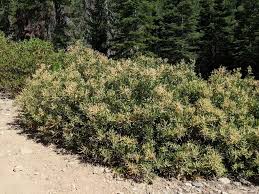 Image result for Hippocratea volkensii