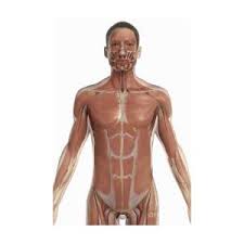 In this lesson, we will identify and draw the superficial and deep muscles of the front and. The Muscles Of The Torso Photograph By Science Picture Co