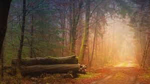 Wood synonyms, wood pronunciation, wood translation, english dictionary definition of wood. Electronic Wood Systems